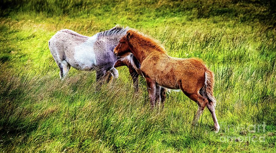 Three Icelandic Horses Photograph by M G Whittingham