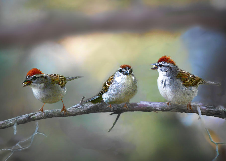 Three in a Tree  Photograph by Mary Lynn Giacomini