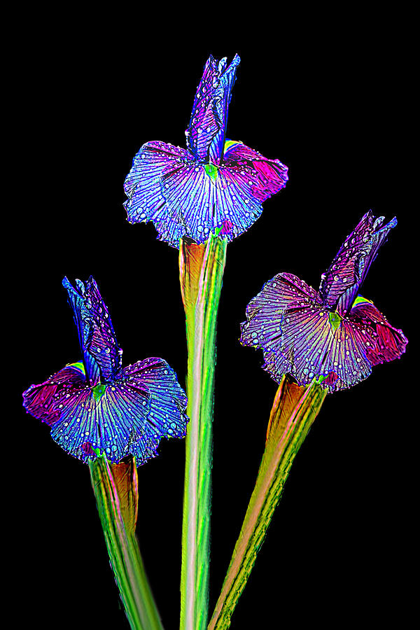 Three Iris Blooms Photograph by Her Arts Desire