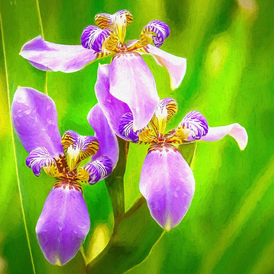 Three Irises Oil Pastel Photograph by Susan Rydberg