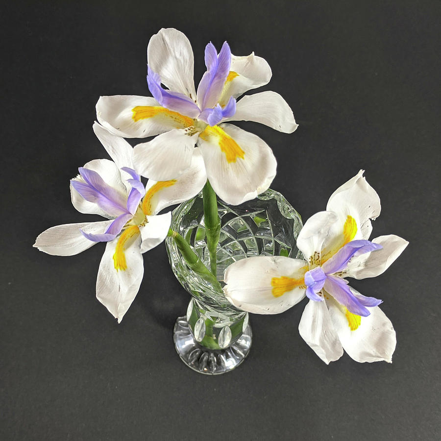 Three isolated Wild Iris flowers closeup in a crystal glass vase Photograph by Geoff Childs