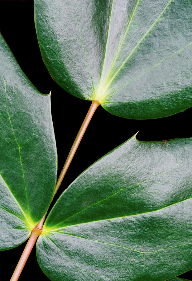Three Ivy Leaves Connected Photograph by Gary Slawsky