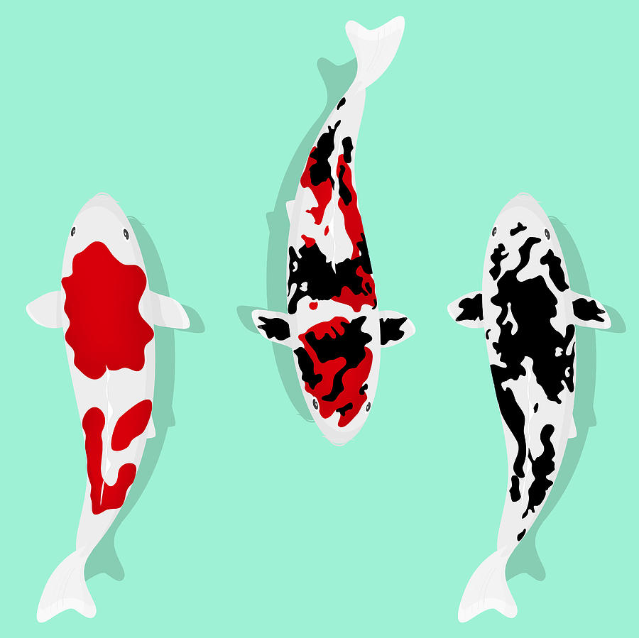 Three Kind of Koi Fishs Drawing by Exxorian