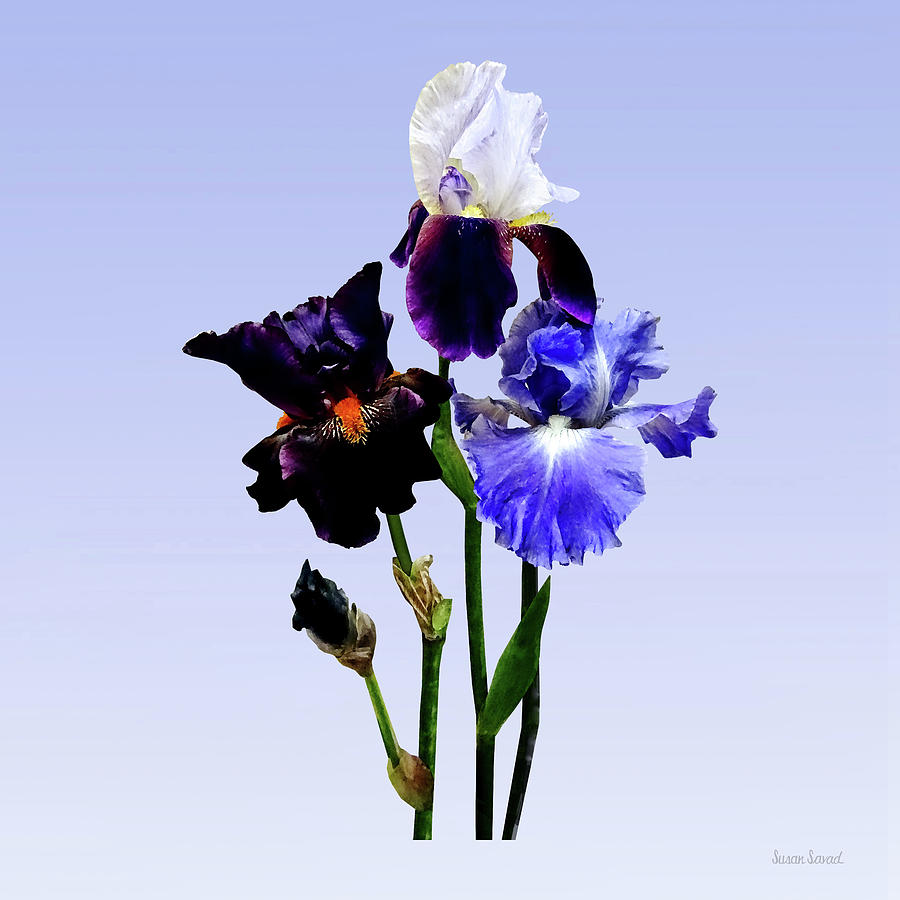 Three Kinds of Irises Photograph by Susan Savad