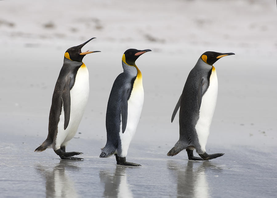 Three King Penguins on a beach Photograph by Charliebishop