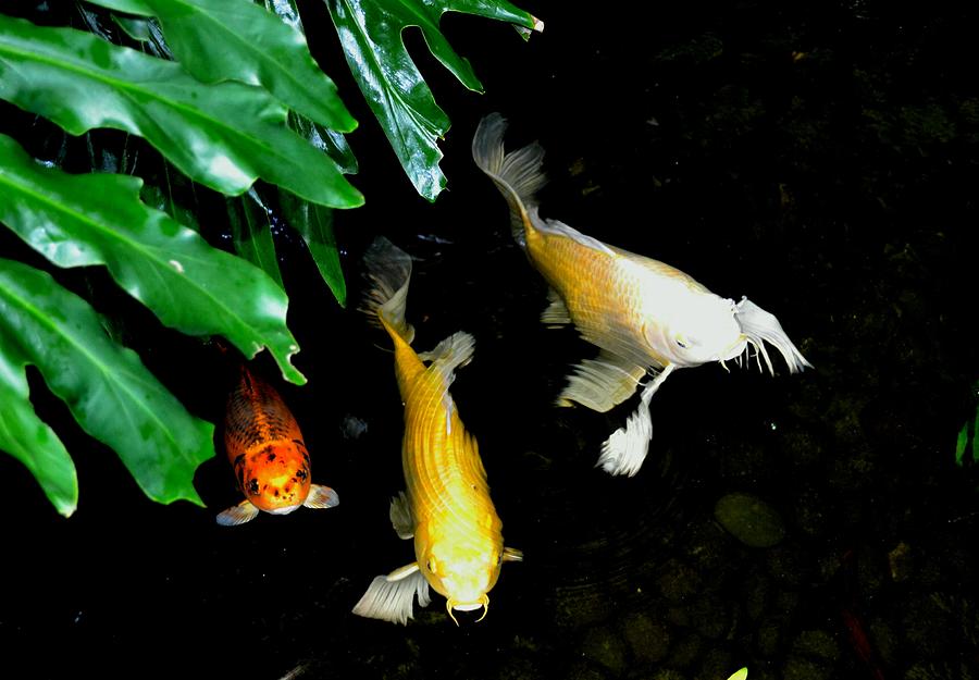 Three Koi Fish Photograph by Expressions By Stephanie