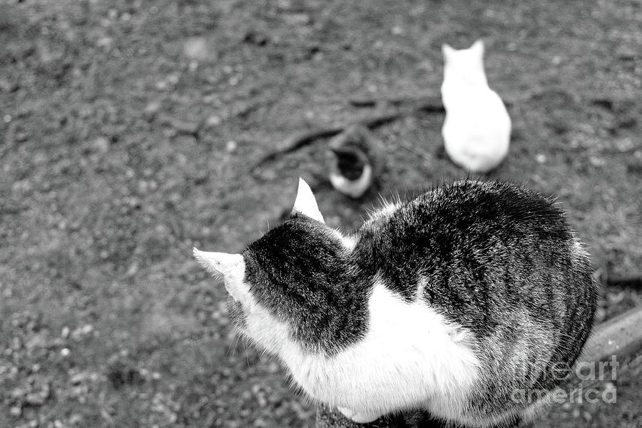 Three Kyoto Cats Photograph by Dean Harte