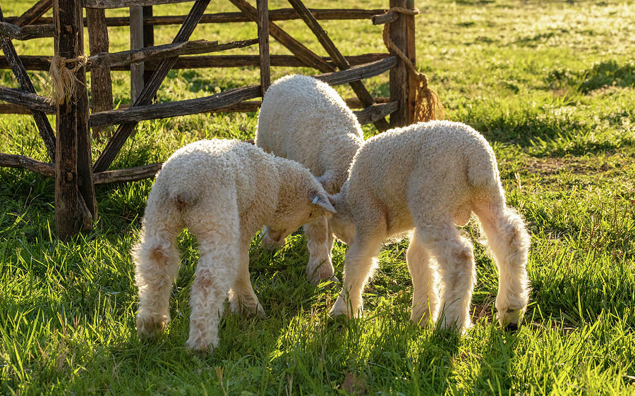 Three Lambs Headbutt  Photograph by Rachel Morrison