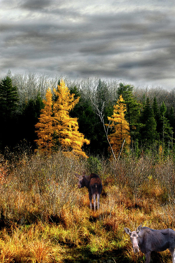 Three Larch Two Moose Photograph by Wayne King