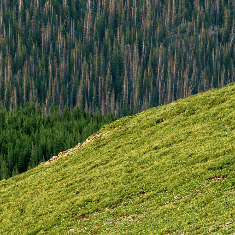Three Layers of Green In Rocky Mountain Photograph by Kelly VanDellen