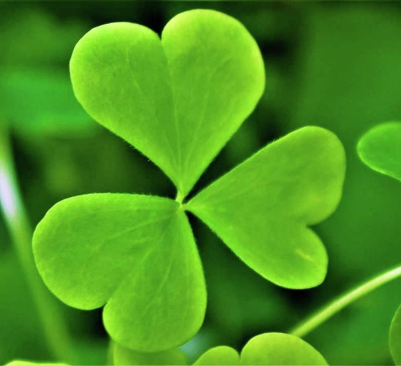 Three leaf clover Photograph by Tracy Chambers - Fine Art America
