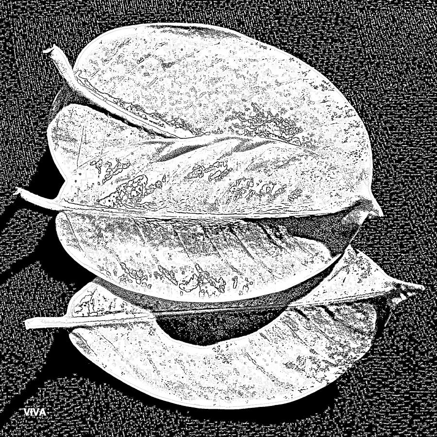 Three  Leaves  B-w Photograph by VIVA Anderson