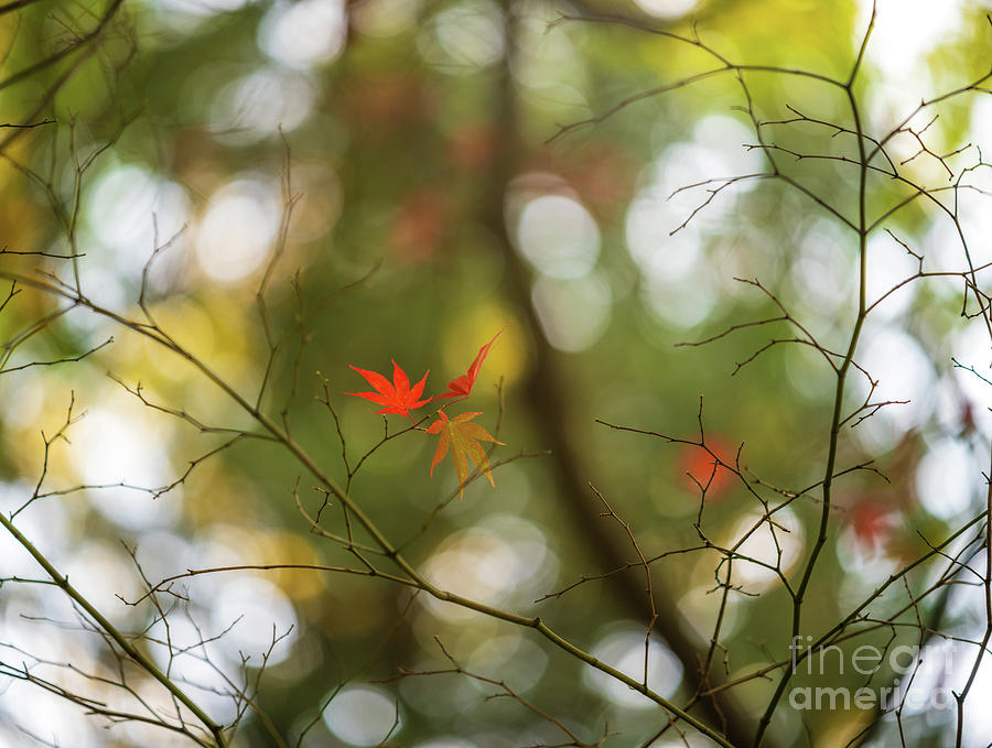 Three Leaves in Autumn Photograph by Mike Reid