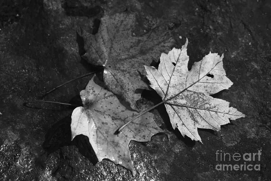 Three Leaves in the Creek Black and White Photograph by Stefania Caracciolo