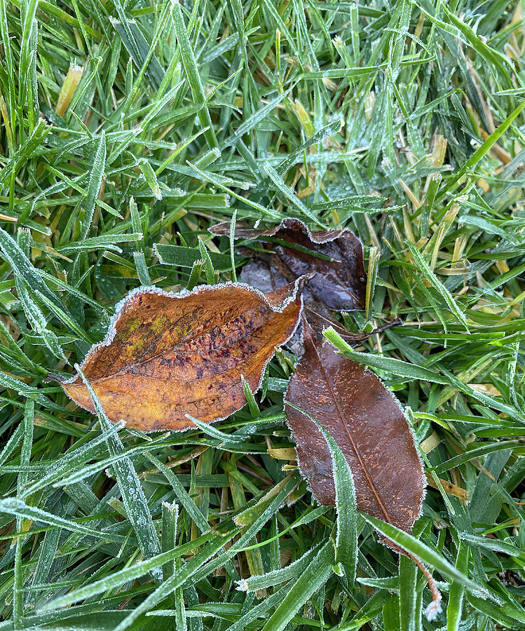 Three Leaves Outlined In Frost Photograph by Deborah League