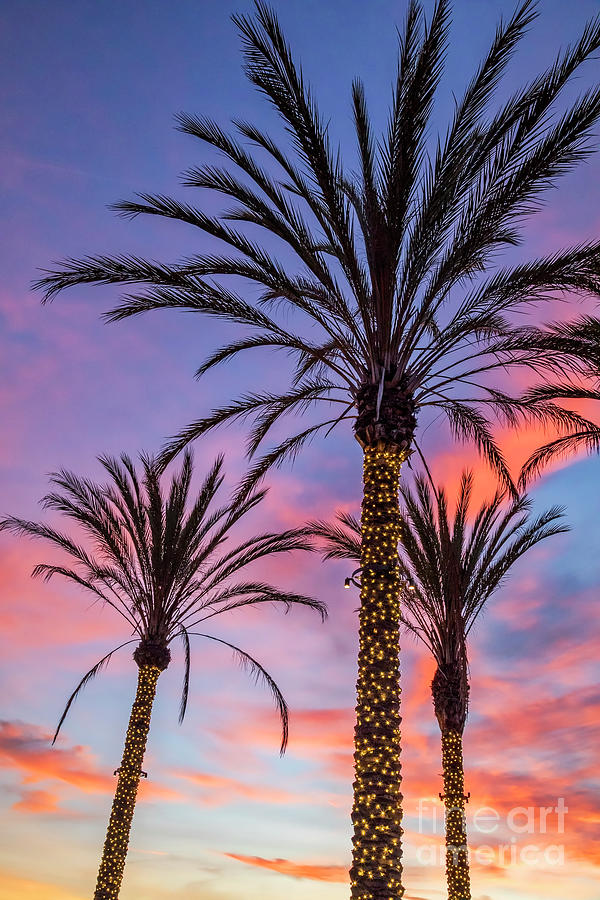 Three lighted palm trees in La Jolla, California Photograph by Julia Hiebaum