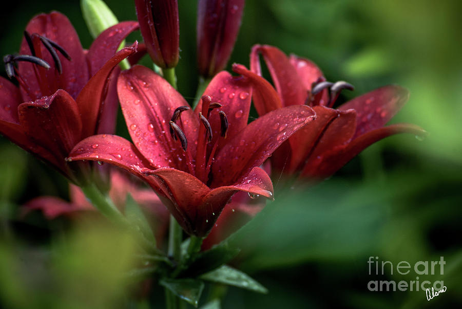 Three Lilies In Bloom Photograph