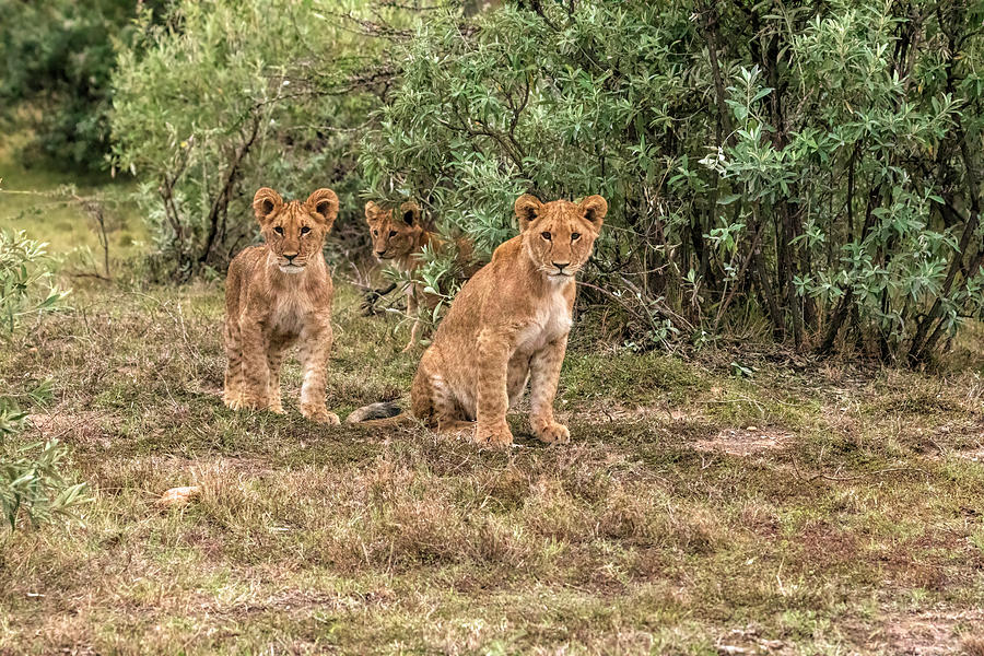 Three Lion Cubs Photograph by Lindley Johnson