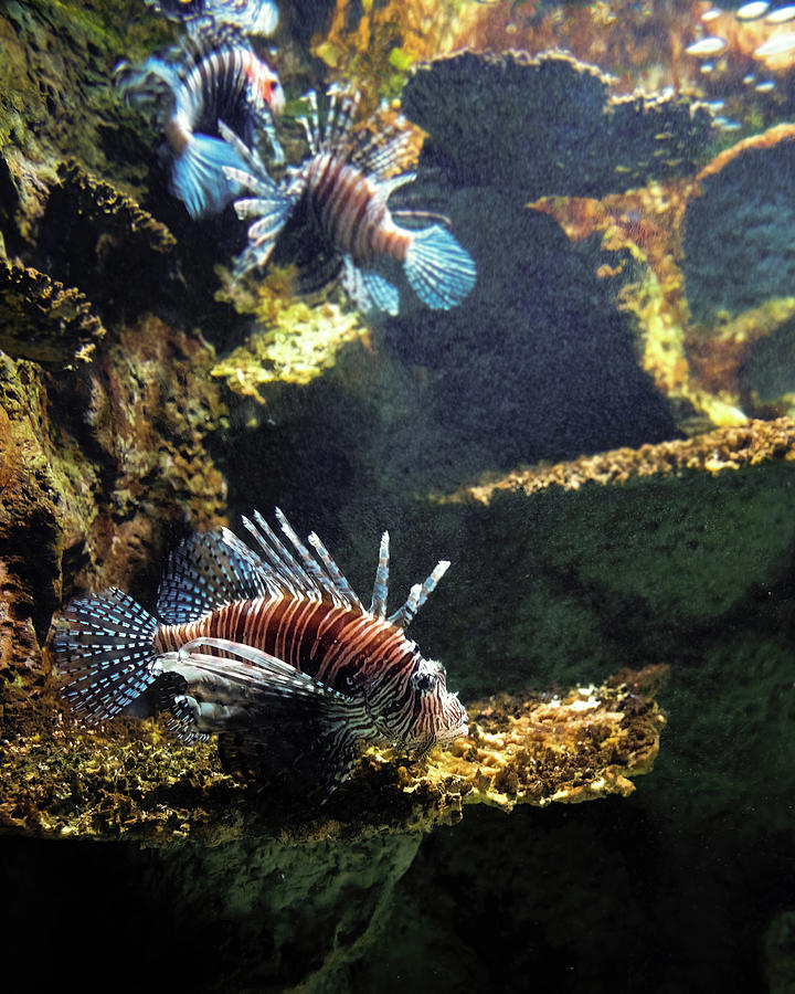 Three Lion Fish Swimming Photograph by Flees Photos