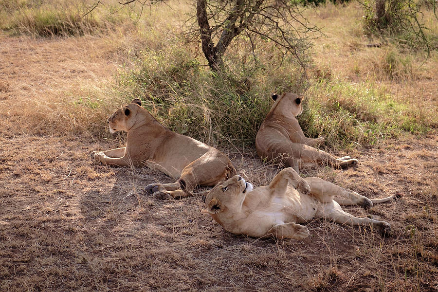 Three Lionesses Photograph by Mary Lee Dereske