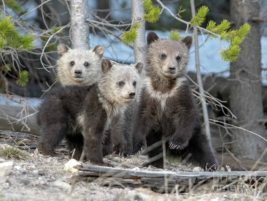 Three Little Bears Photograph by Deby Dixon