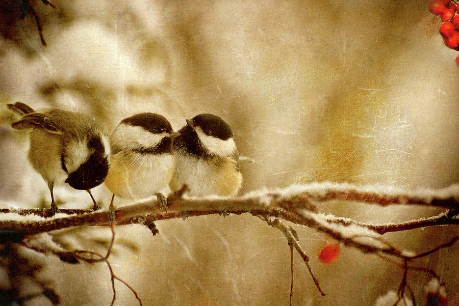 Three Little Birds. Photograph