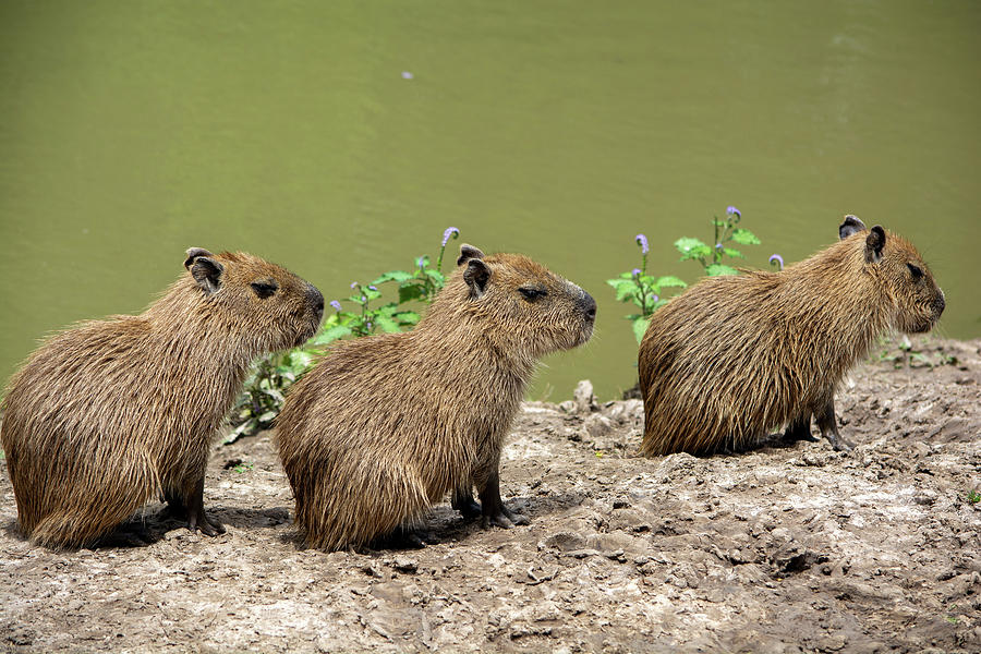 Three Little Capybaras Photograph by Wes Leavell | Fine Art America