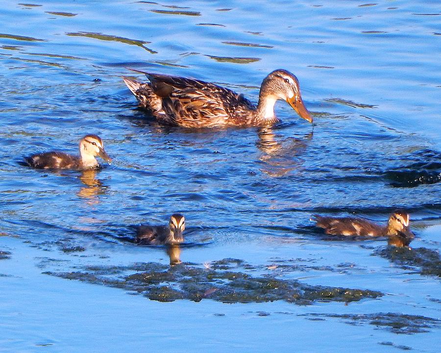 Three Little Ducklings Photograph by Andrew Lawrence - Fine Art America