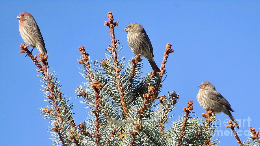Three Little House Finches At The Top Photograph