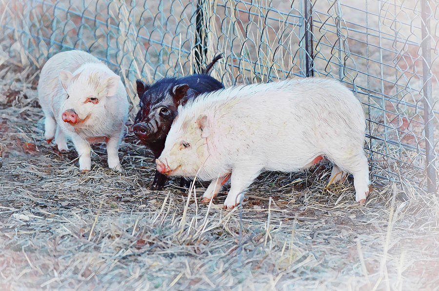 Three Little Pigs on a Farm Digital Art by Gaby Ethington