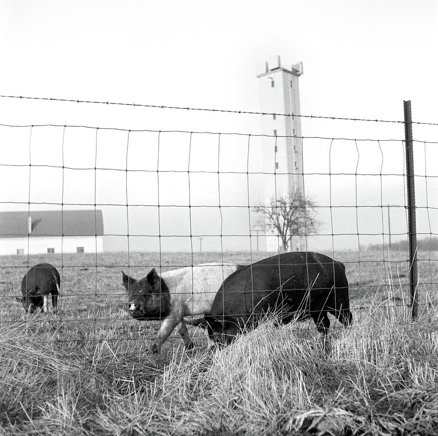 Pig Photograph - Three Little Pigs Vintage Photo by Marilyn Hunt