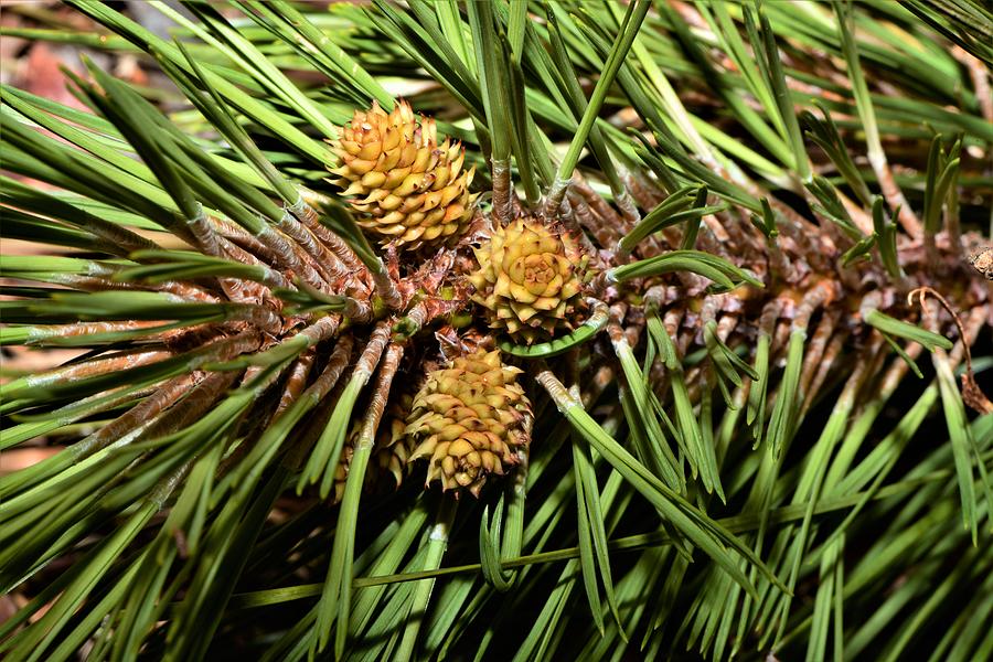 Three little pine cones. Photograph by Daniel Ladd - Fine Art America