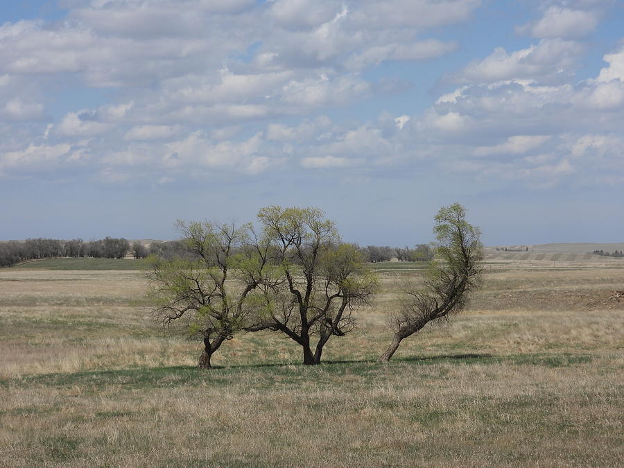 Three Lone Trees Photograph by Amanda R Wright