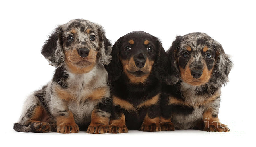 Three Long-haired Dachshund puppies Photograph by Warren Photographic