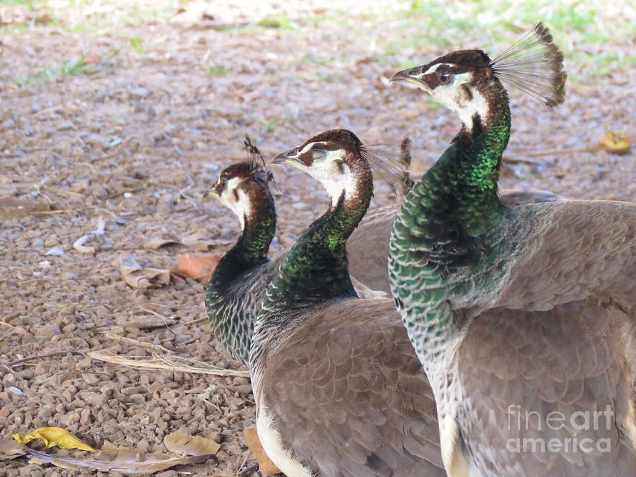 Three Lovely Peacocks Photograph by World Reflections By Sharon