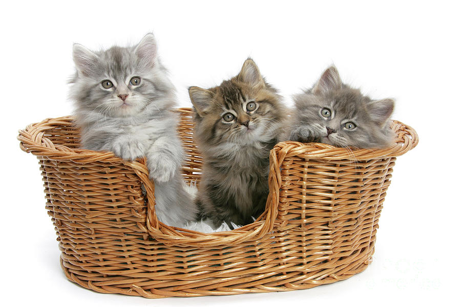 Three Maine Coon kittens in a basket Photograph by Warren Photographic