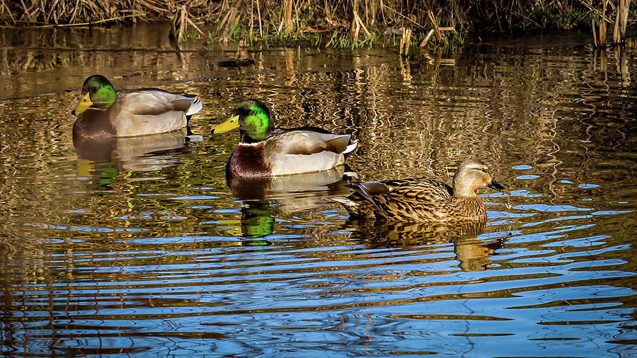 Three Mallard ducks chilling out Photograph by Louis Dallara