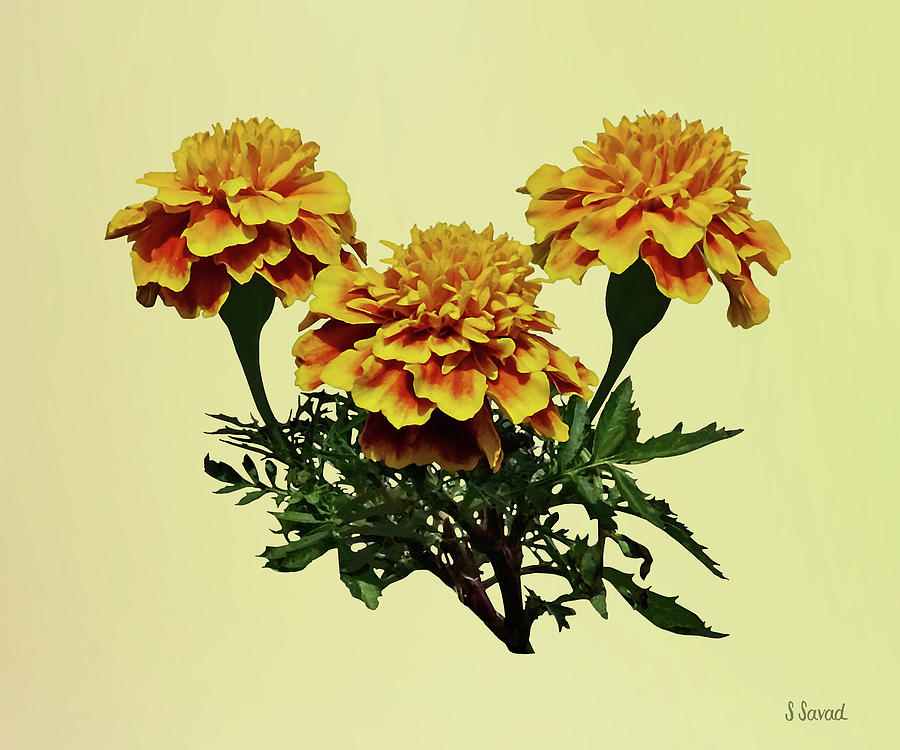 Three Marigolds Photograph by Susan Savad
