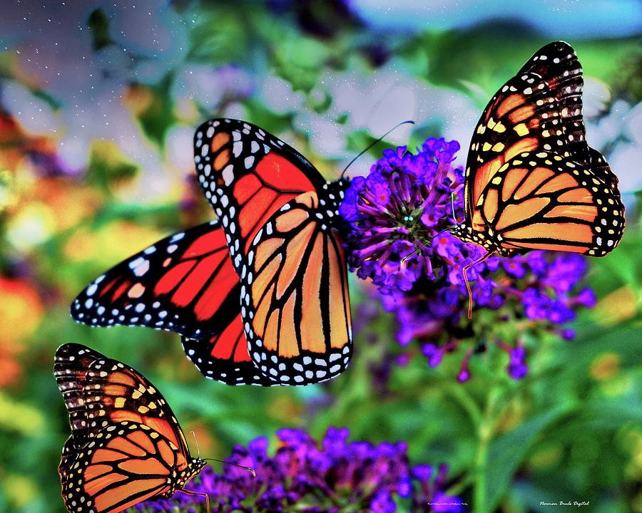 Three Monarchs Digital Art by Norman Brule