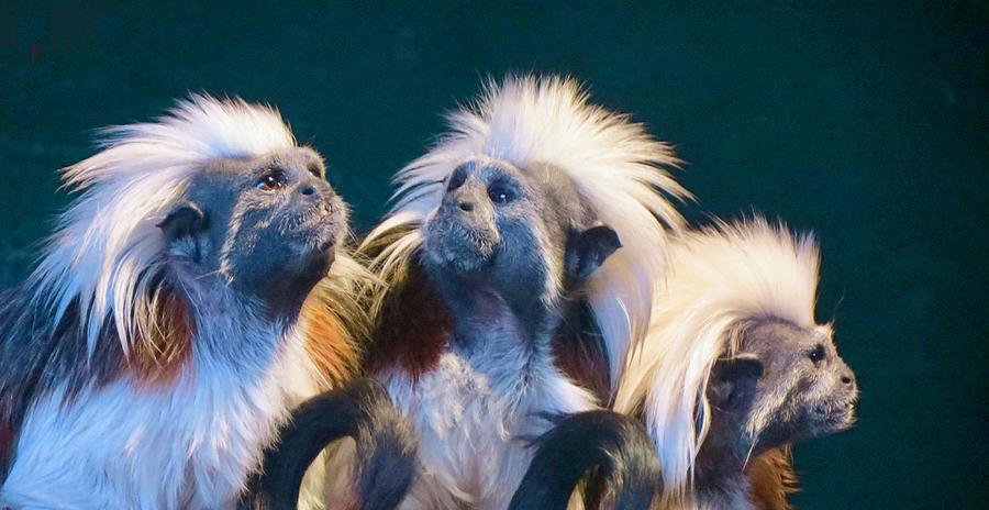 three monkeys photograph by kenneth summers pixels