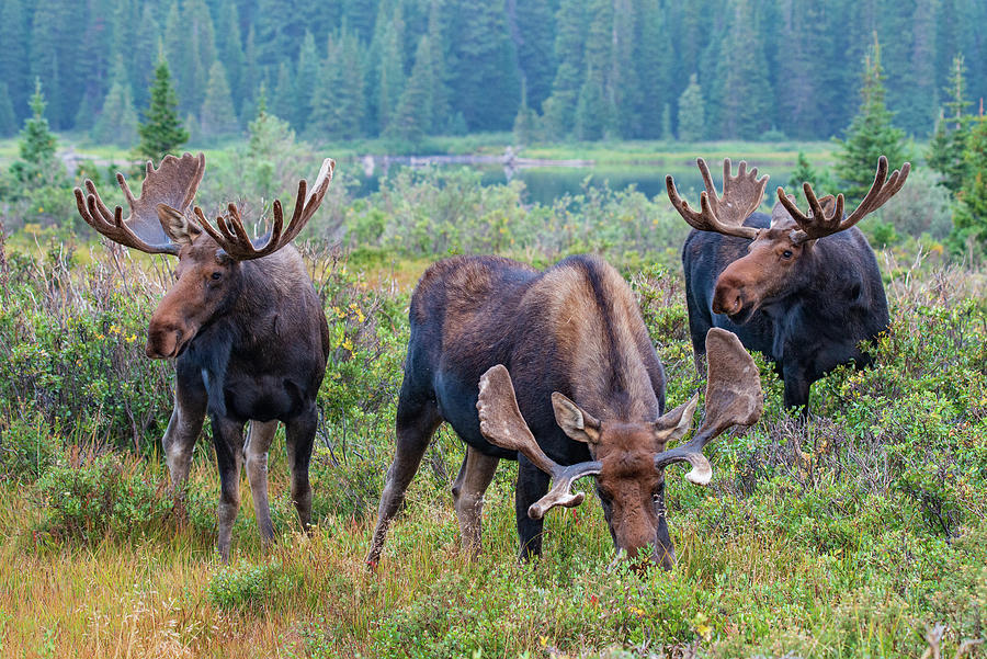 Three Mooseketeers 2 Photograph by Darlene Bushue