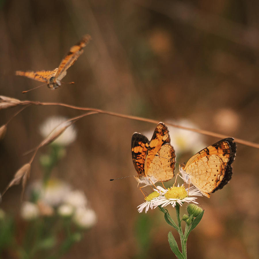 Pearl Crescent Butterflies Photograph by Jason Fink