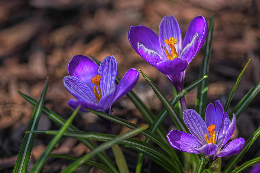 Spring Photograph - Three Movements In Purple by Angelo Marcialis