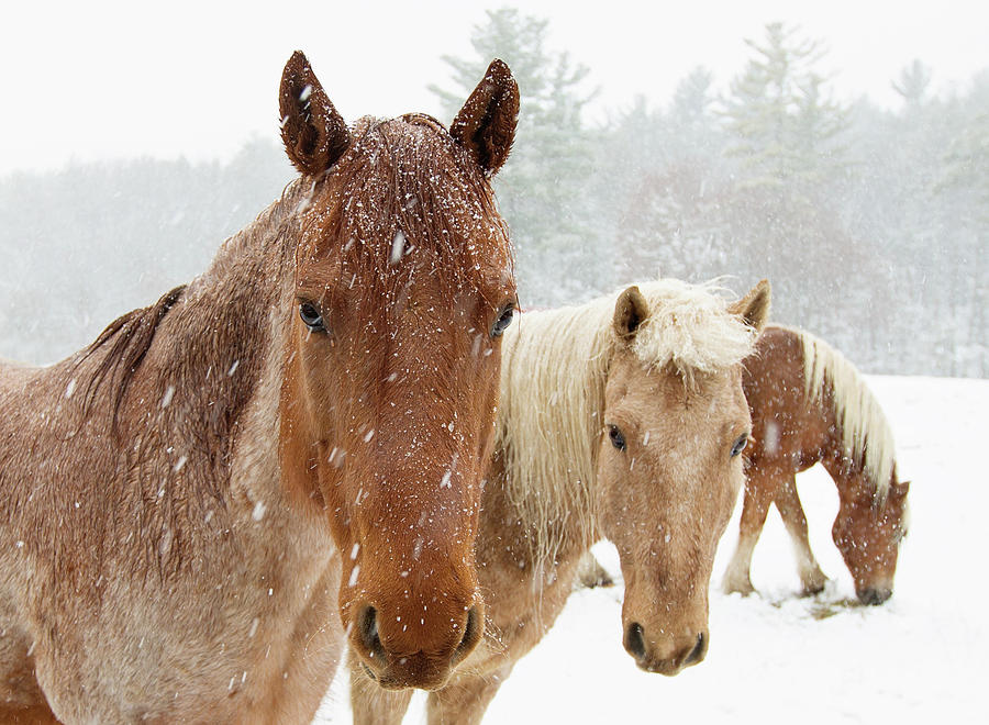 Three Musketeers by Sue Collura Three Musketeers by Sue Collura