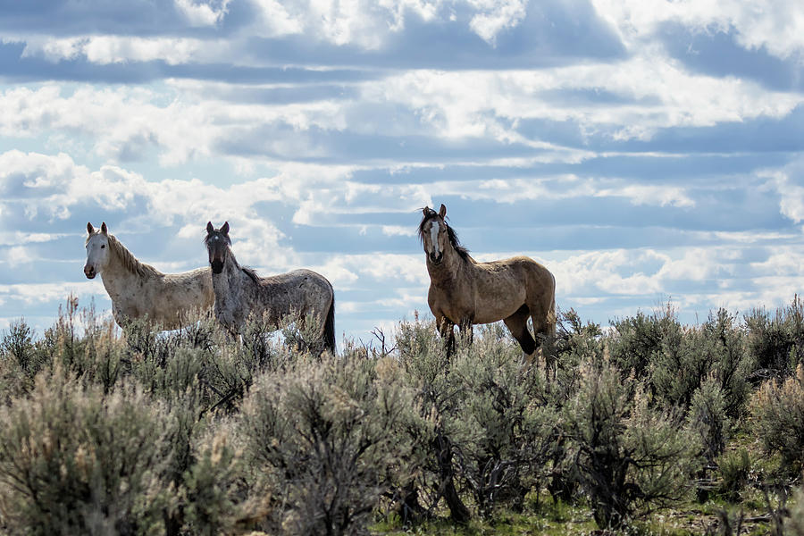 Three Mustangs on the Ridge Photograph by Belinda Greb