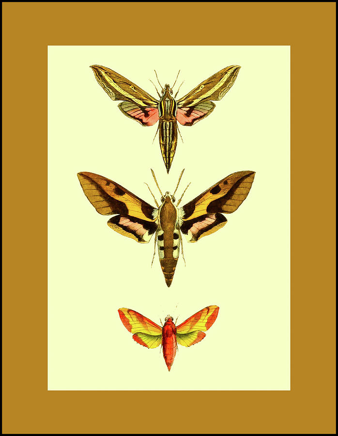 Three Narrow Winged Butterflies Mixed Media by Lorena Cassady
