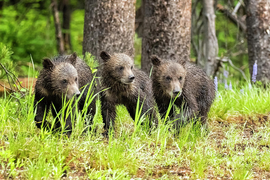Three of Four of Grizzly 399s Cubs Photograph by Belinda Greb
