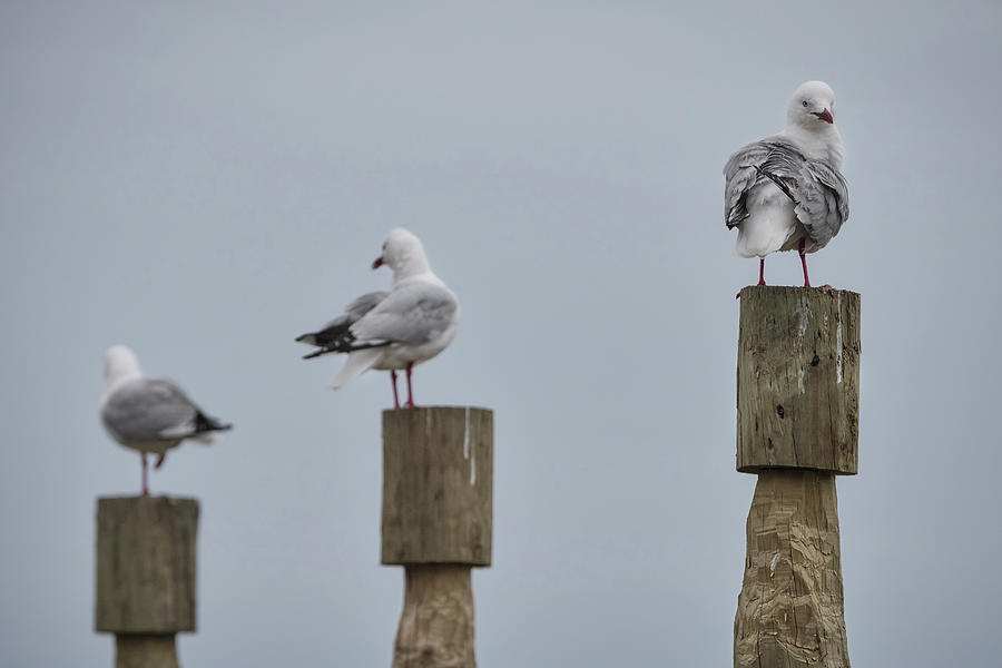 Three of the many seagulls near the Albatross Centre in Dunedin Photograph by Anges Van der Logt