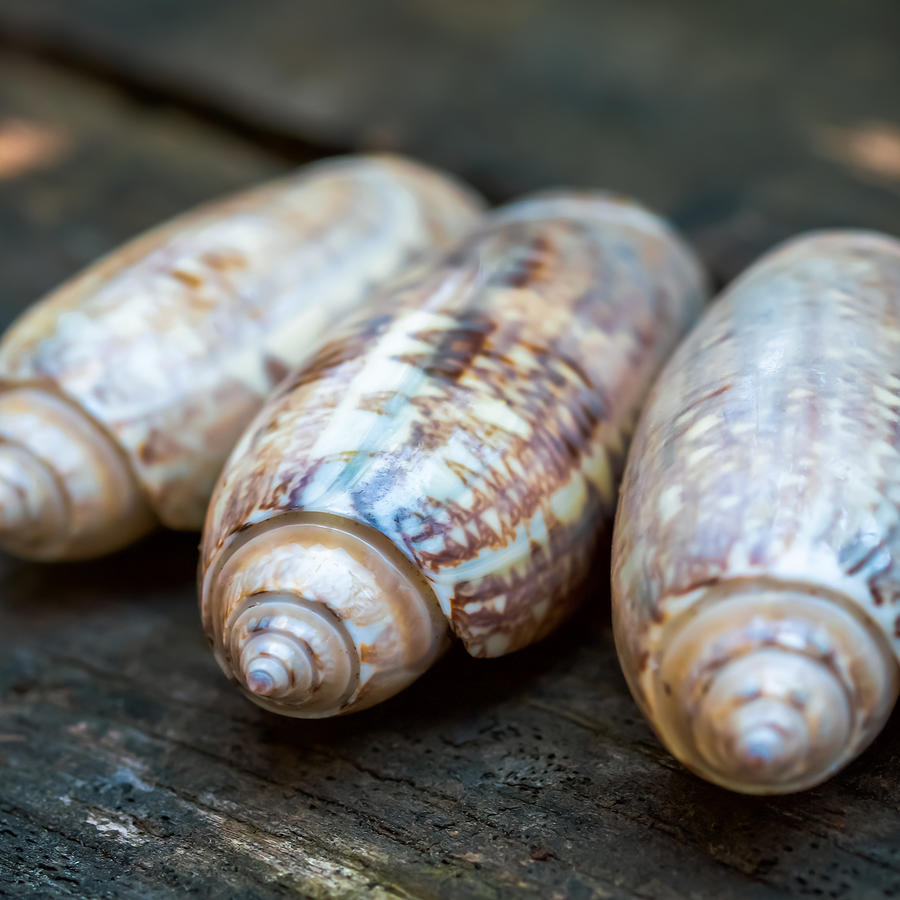 Three Olive Shells Photograph By Ghostbird Studio Jen Sheffield