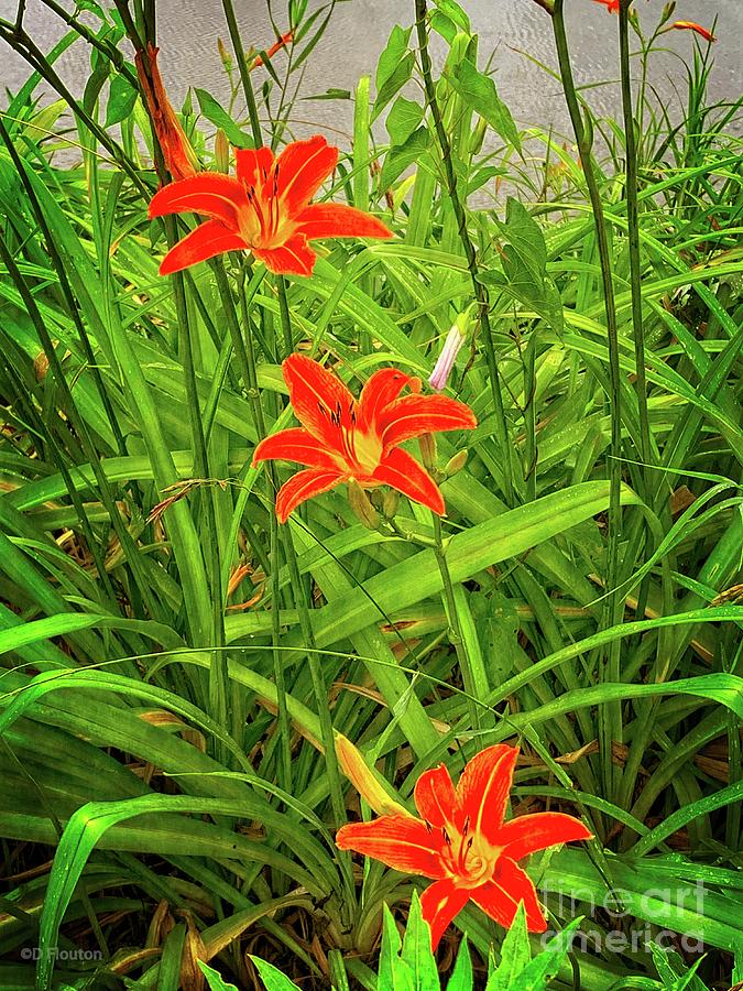 Three Orange Lillies Digital Art by Dee Flouton